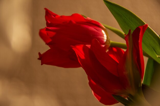 Close-up of red rose