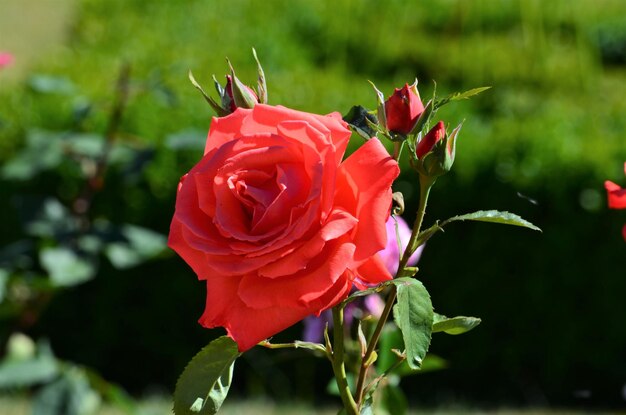 Foto prossimo piano della rosa rossa