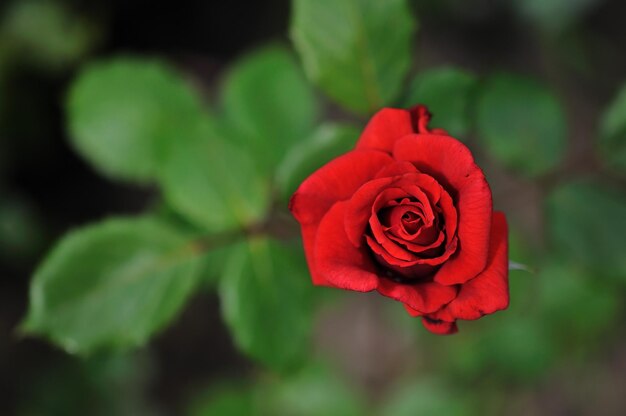 Photo close-up of red rose