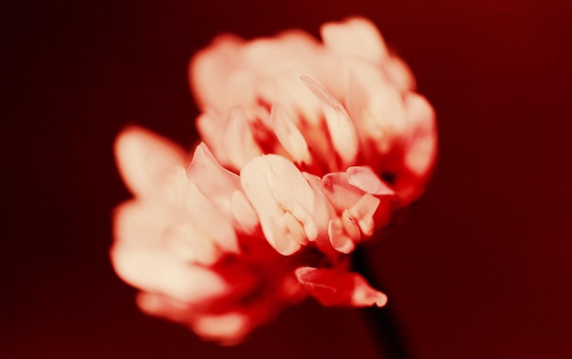 Photo close-up of red rose