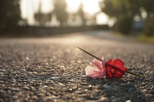 Foto prossimo piano della rosa rossa