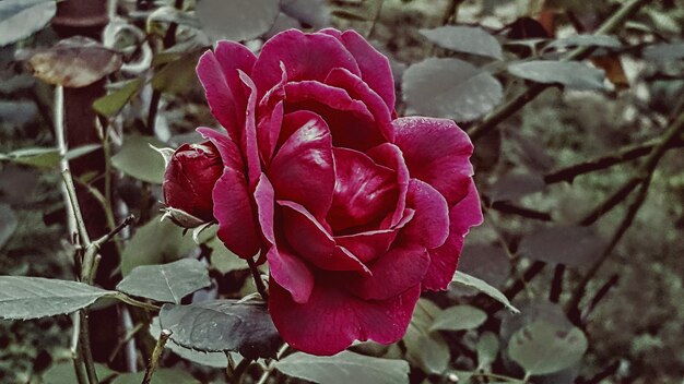 Foto prossimo piano della rosa rossa.