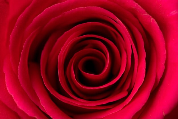 Close up of the red rose