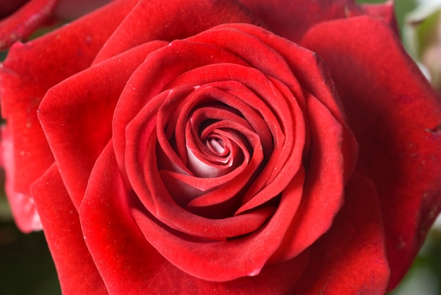 Close up  red rose