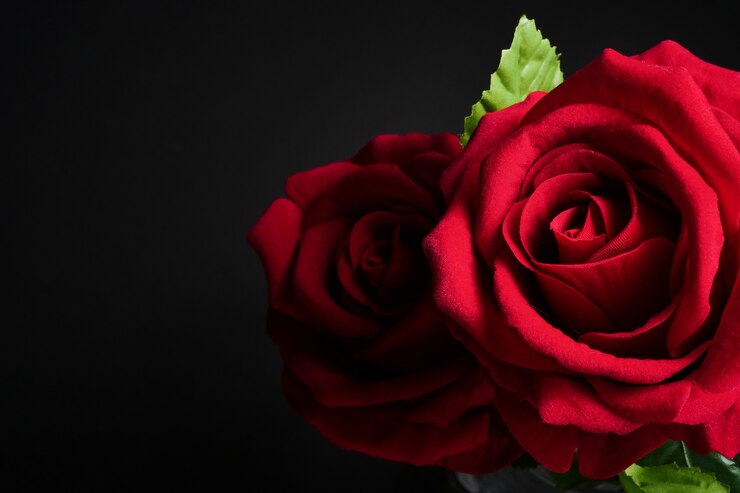 Premium Photo | Close up of red roses on black background. free space ...