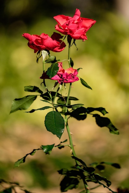 Foto close-up di rose rosse che fioriscono all'aperto