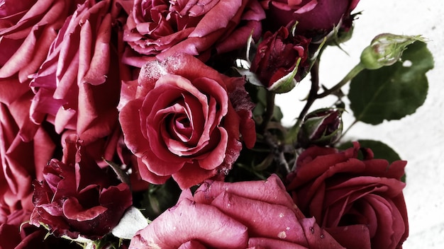 Foto close-up di rose rosse che fioriscono all'aperto