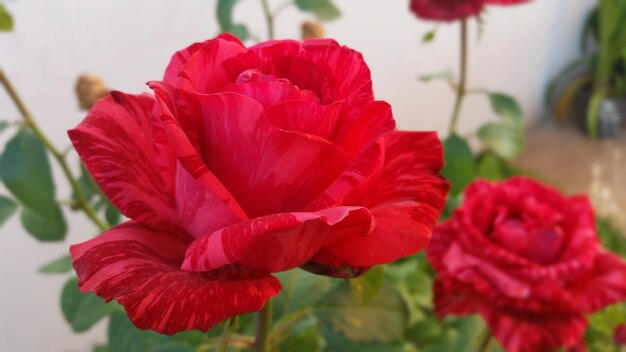 Close-up of red roses blooming outdoors