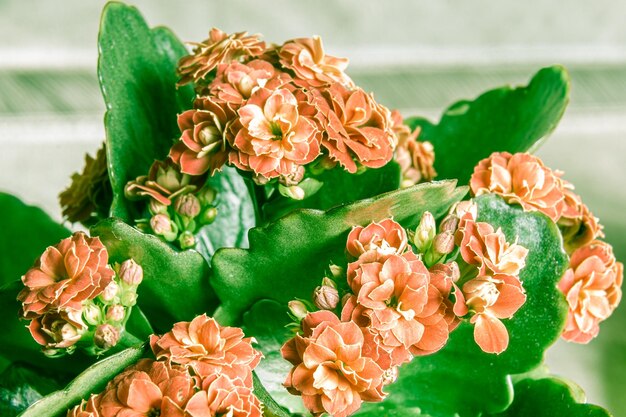 Foto close-up di rose rosse sulla pianta