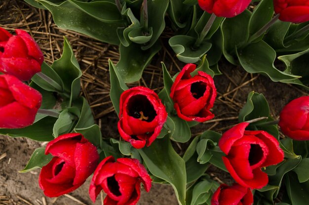 Close-up of red roses on plant