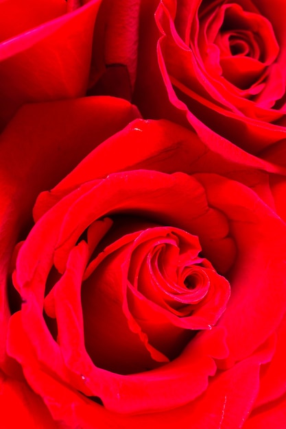 Close-up of red roses on white background.