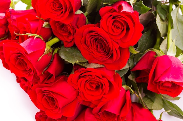 Close-up of red roses on white background.