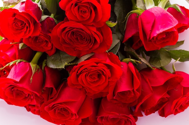 Close-up of red roses on white background.