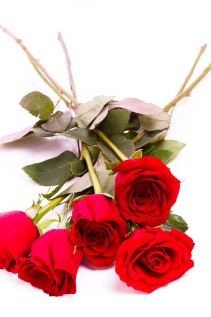 Close-up of red roses on white background.