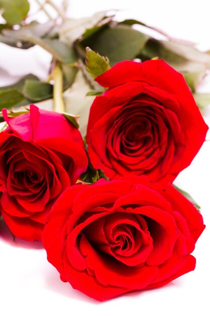 Close-up of red roses on white background.