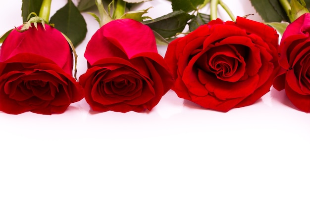 Close-up of red roses on white background.