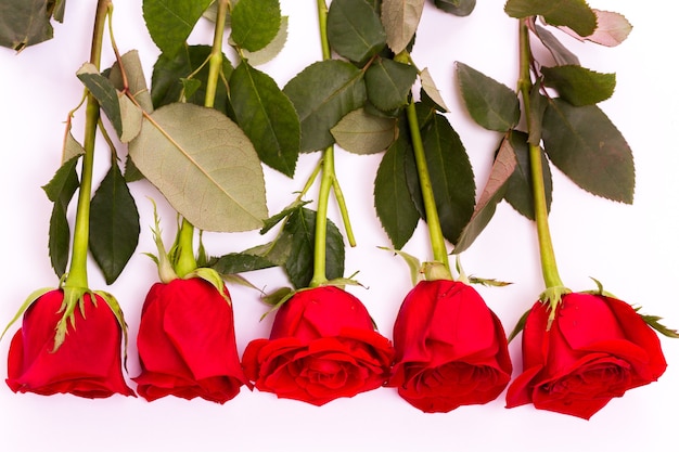 Foto close-up di rose rosse su sfondo bianco.