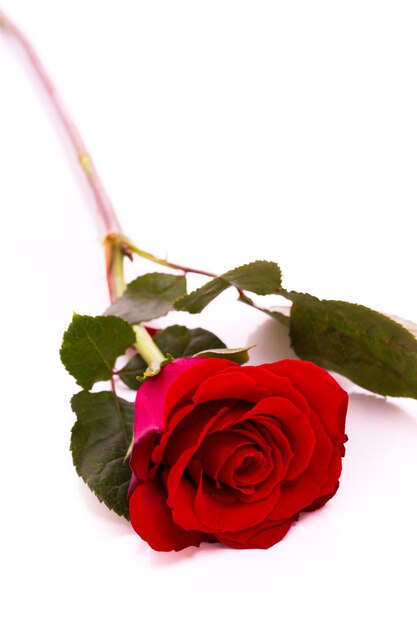 Close-up of red roses on white background.