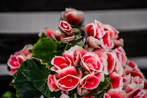 Foto close-up di rose rosse