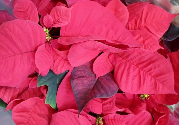 Close-up of red roses