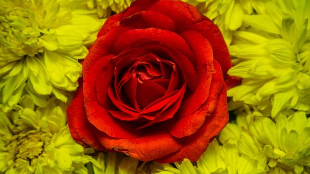 Photo close-up of red roses