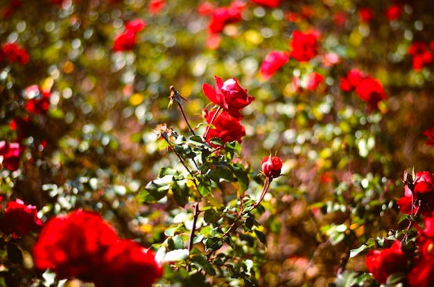 Photo close-up of red roses