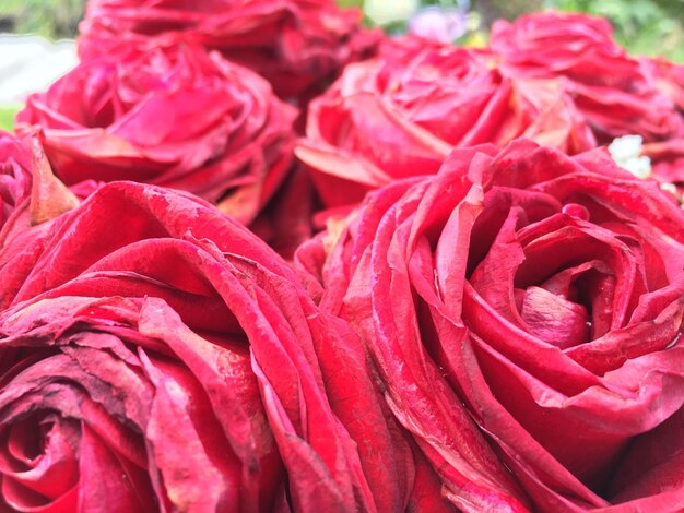 Foto close-up di rose rosse