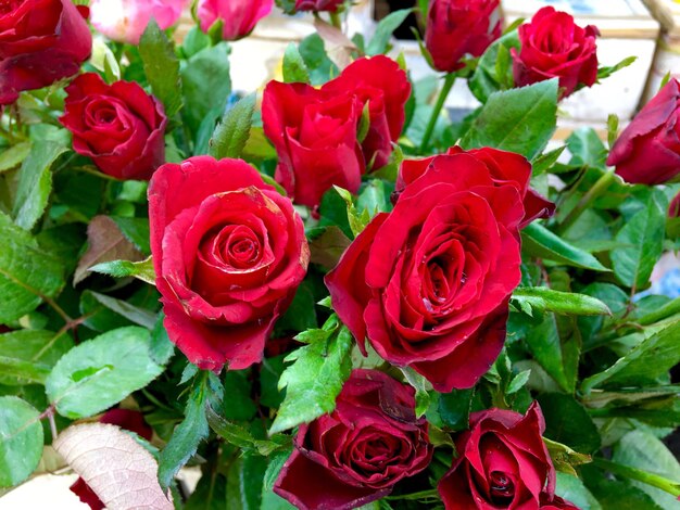 Close-up of red roses