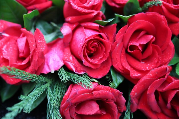 Photo close-up of red roses