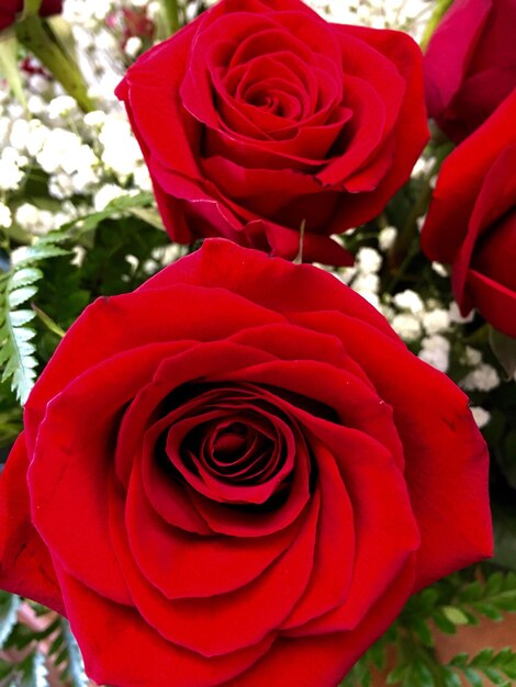 Close-up of red roses