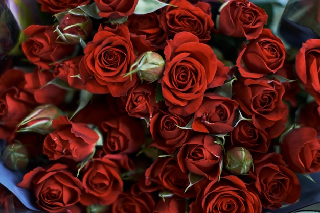 Close up on red roses