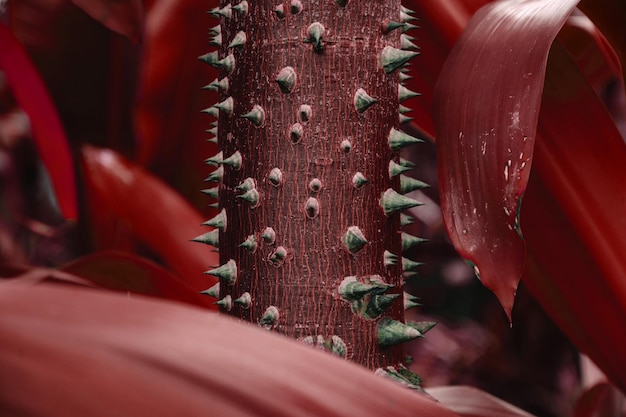 Photo close-up of red spiked plant