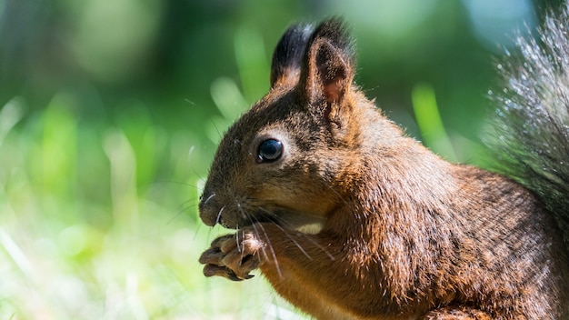 Close up Red squirrel eating nuts in the autumn forest. Tomsk, Siberia