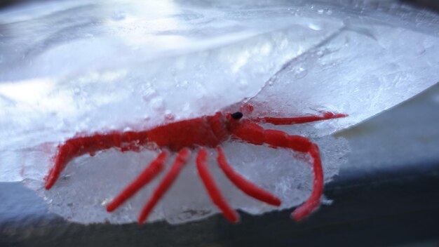 Close-up of red starfish