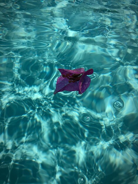 Close-up of red swimming in pool