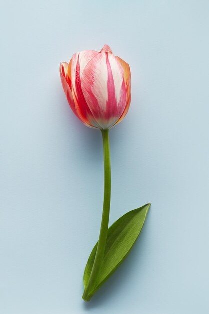 Close-up of red tulip against white background