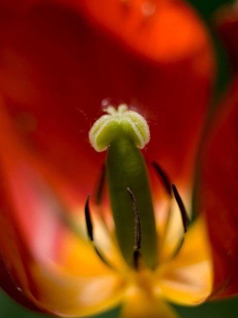 Foto close-up di un tulipano rosso in fiore all'aperto