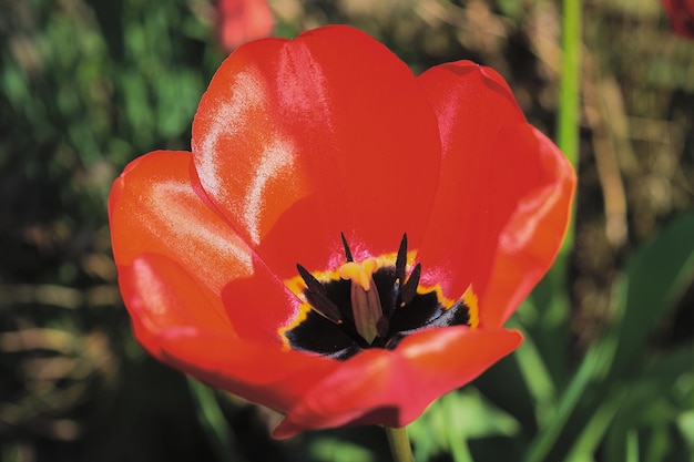 Photo close-up of red tulip blooming in park