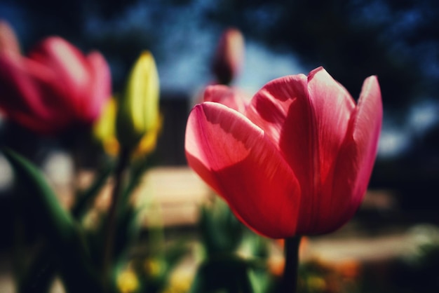 Foto close-up di tulipano rosso in fiore in una giornata di sole