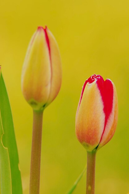 Foto prossimo piano del germoglio di tulipano rosso