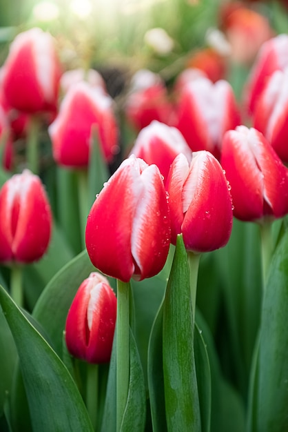 Close up of red tulip buds ready to bloom among fresh green leaves floral spring background