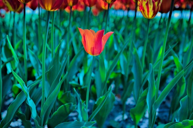 フィールドの赤いチューリップの花のクローズアップ