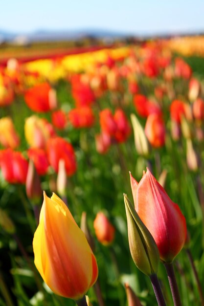 Photo close-up of red tulip flowers on field