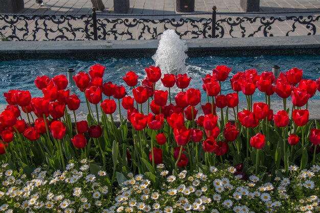 Close-up of red tulip flowers