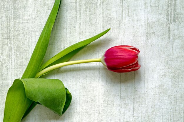 Close-up of red tulip on table