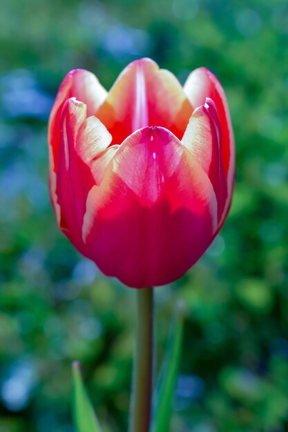Foto primo piano del tulipano rosso