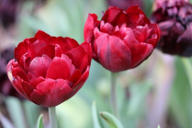 Close-up of red tulip