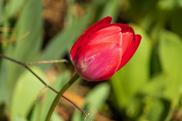 Close-up of red tulip