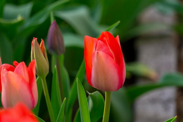 Close-up of red tulip