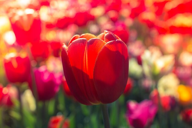 Close-up of red tulip